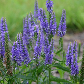 Veronica longifolia 'Royal Rembrandt' (119555)