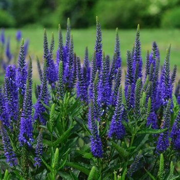 Veronica longifolia 'Royal Rembrandt' (119557)