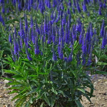 Veronica longifolia 'Royal Rembrandt' (119558)