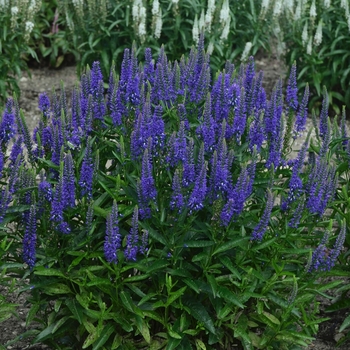 Veronica longifolia 'Royal Rembrandt' (119559)