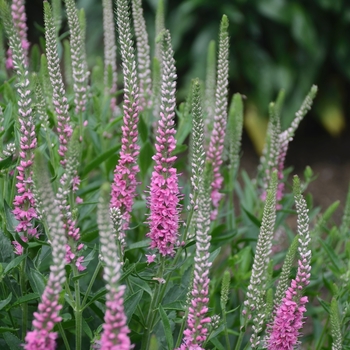 Veronica longifolia 'Perfectly Picasso' (119561)