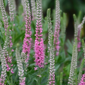 Veronica longifolia 'Perfectly Picasso' (119562)