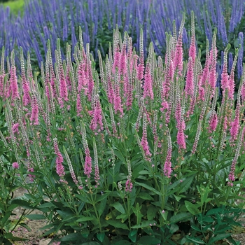 Veronica longifolia 'Perfectly Picasso' (119564)