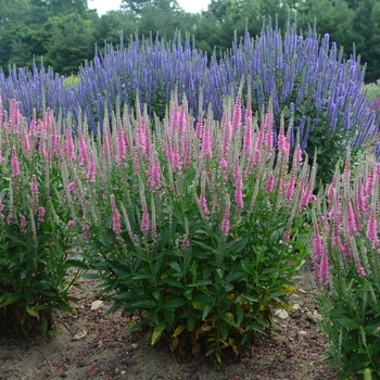 Veronica longifolia 'Perfectly Picasso' (119565)