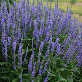 Veronica longifolia 'Blue Skywalker' (119568)