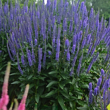 Veronica longifolia 'Blue Skywalker' (119569)