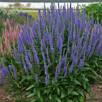 Veronica longifolia 'Blue Skywalker' (119570)