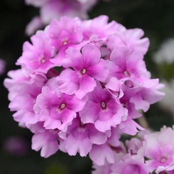 Verbena peruviana EnduraScape™ '' (119572)