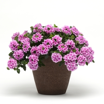 Verbena peruviana EnduraScape™ '' (119573)