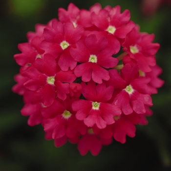 Verbena peruviana Aztec® 'Wild Rose' (119574)