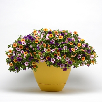 Calibrachoa Trixi® 'Sweet Candy' (119588)