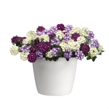 Verbena Trixi® 'Soul' (119591)