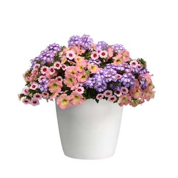 Combination Planter Trixi® 'Salt Water Taffy' (119593)