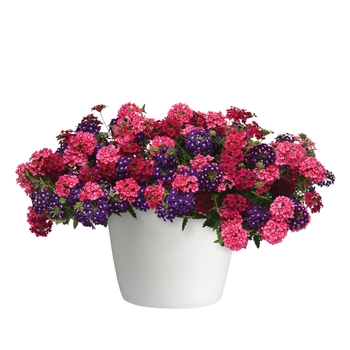 Verbena Trixi® 'Royal Castle' (119595)