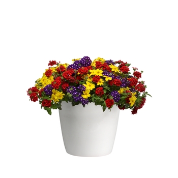 Combination Planter Trixi® 'Prime Time' (119597)