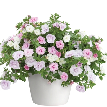 Calibrachoa Trixi® 'Pretty Princess' (119606)