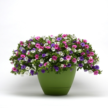 Calibrachoa Trixi® 'Party Favor' (119608)