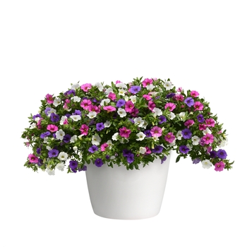 Calibrachoa Trixi® 'Party Favor' (119609)