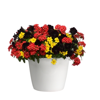 Combination Planter Trixi® 'Night Watch' (119611)