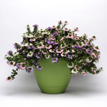 Scaevola Trixi® 'Fairy' (119618)