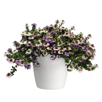 Scaevola Trixi® 'Fairy' (119619)