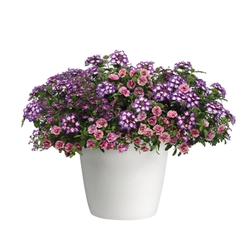 Combination Planter Trixi® 'Electric Avenue' (119622)