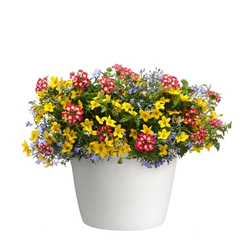 Combination Planter Trixi® 'Breakdance' (119634)