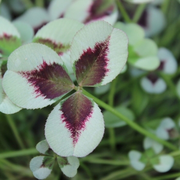 Trifolium Limerick™ 'Leonore' (119653)