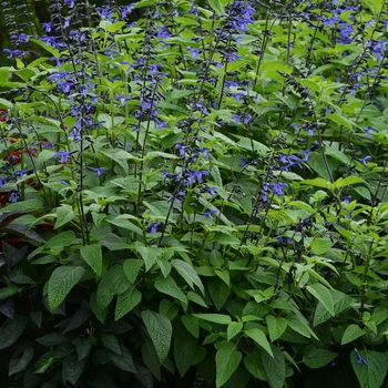 Salvia guaranitica 'Black & Bloom' (119703)