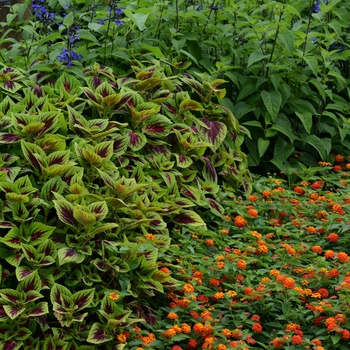 Salvia guaranitica 'Black & Bloom' (119704)