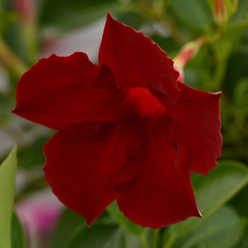 Dipladenia Summer Romance Vining 'Merlot' (119755)