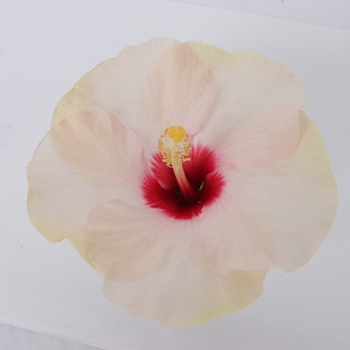 Hibiscus HibisQs® 'Adonis Pearl' (119764)