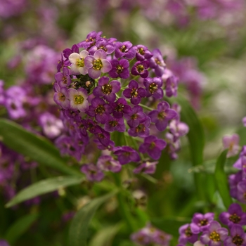 Lobularia Passionaria™ 'Bordeaux' (119782)