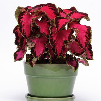 Coleus scutellarioides 'Chocolate Covered Cherry' (119796)