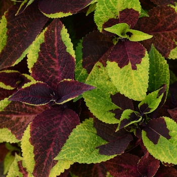 Coleus scutellarioides 'Pineapple Surprise' (119800)