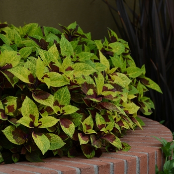 Coleus scutellarioides 'Pineapple Surprise' (119801)