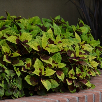 Coleus scutellarioides 'Pineapple Surprise' (119802)