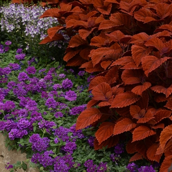 Coleus 'Inferno' (119914)