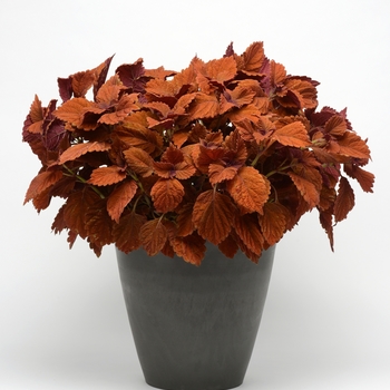 Coleus 'Inferno' (119915)