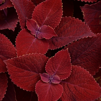 Coleus 'Ruby Slipper' (119920)