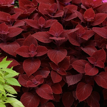 Coleus 'Ruby Slipper' (119921)