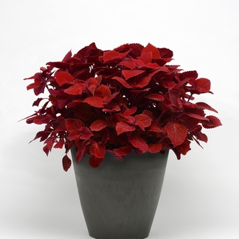 Coleus 'Ruby Slipper' (119922)