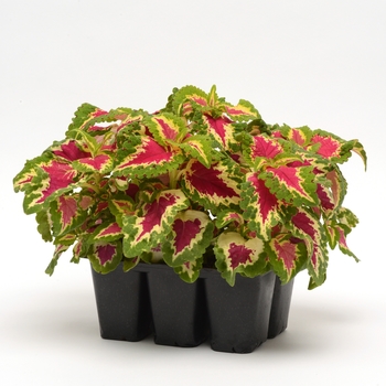 Coleus Wizard® 'Rose' (119939)