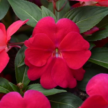 Impatiens hawkeri Divine™ 'Lipstick' (119945)