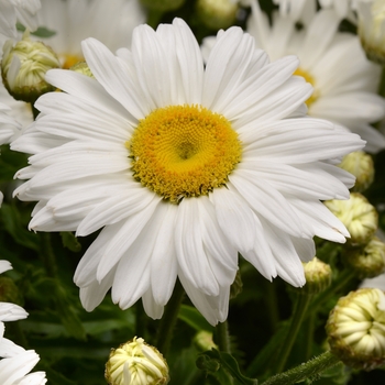 Leucanthemum x superbum 'White Magic' (119947)