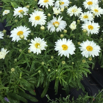 Leucanthemum x superbum 'White Magic' (119949)