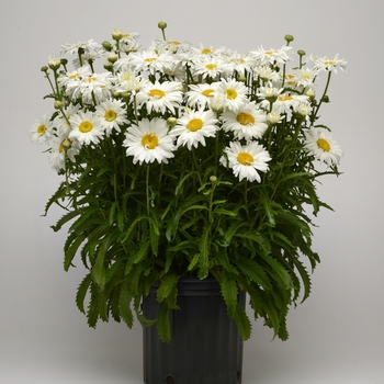 Leucanthemum x superbum 'White Magic' (119950)