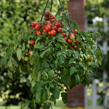 Lycopersicon esculentum 'Tumbler' (120004)