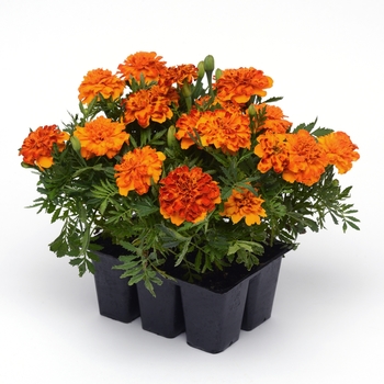 Tagetes patula Bonanza 'Bolero Improved' (120007)