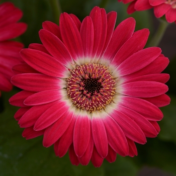 Gerbera jamesonii Revolution™ Bicolor Rose White '' (120020)